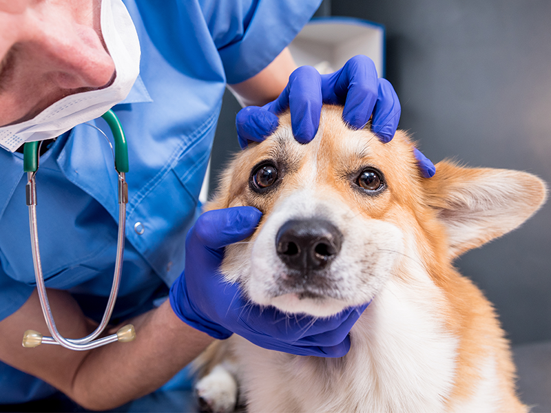 Life Extension Europe: Dog being examined at the veterinarian